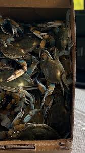 Live Louisiana Blue Crab