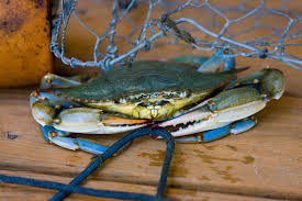Live Louisiana Blue Crab – Bulk