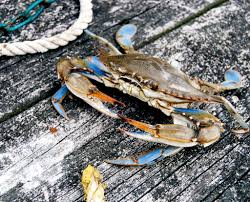 Live Louisiana Blue Crab – Bulk