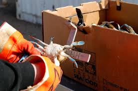 Live Louisiana Blue Crab – Bulk