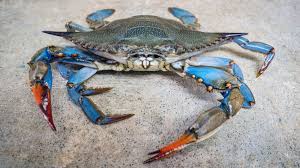 Live Louisiana Blue Crab – Bulk
