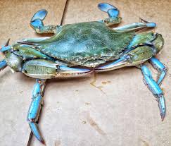 Live Louisiana Blue Crab – Bulk